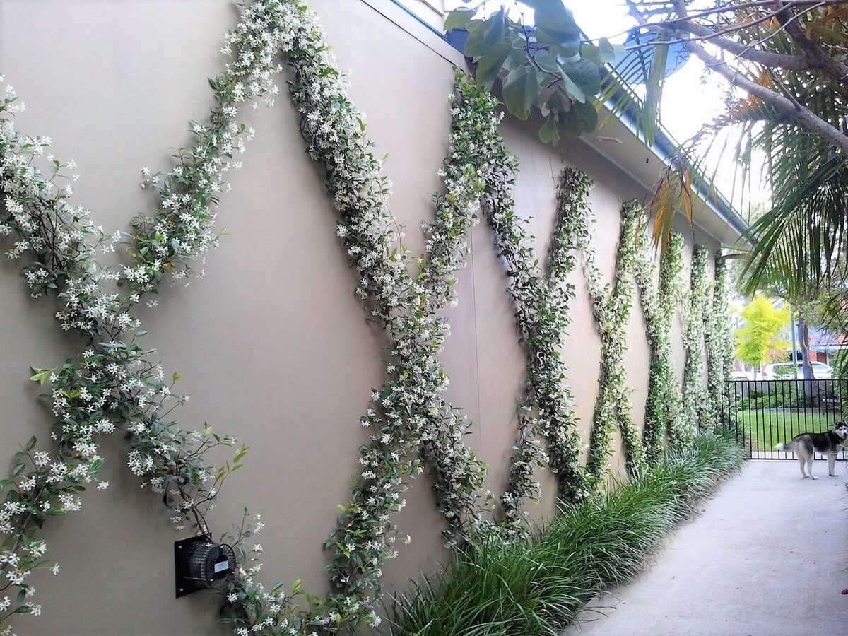 Trachelospermum - Star Jasmin 150mm Pot (VN)