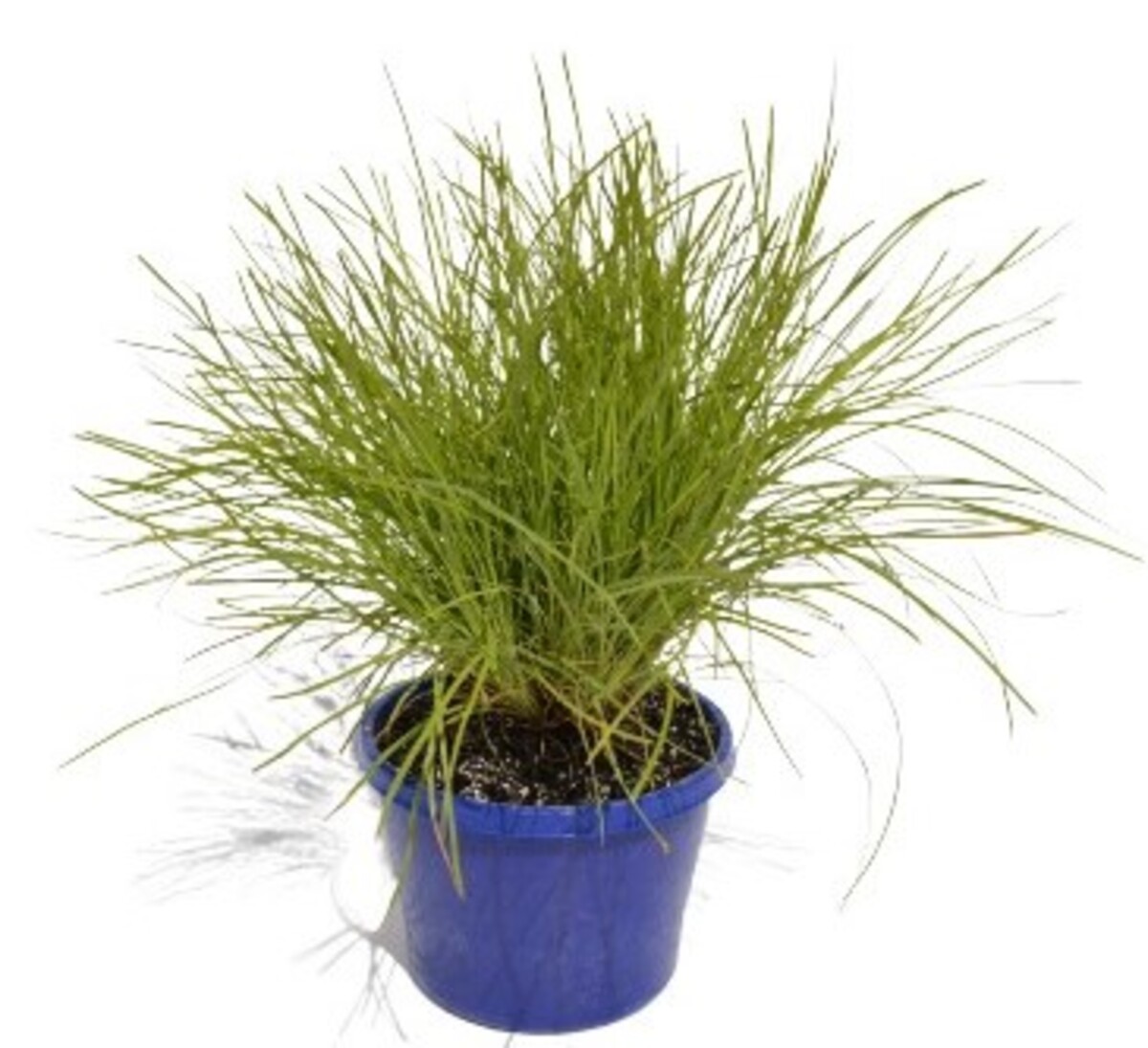 Lomandra - Little Con 150mm Pot (VN)