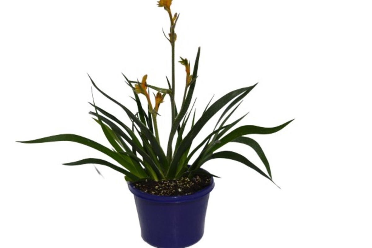 Anigozanthos Bush Glow 150mm (VN)