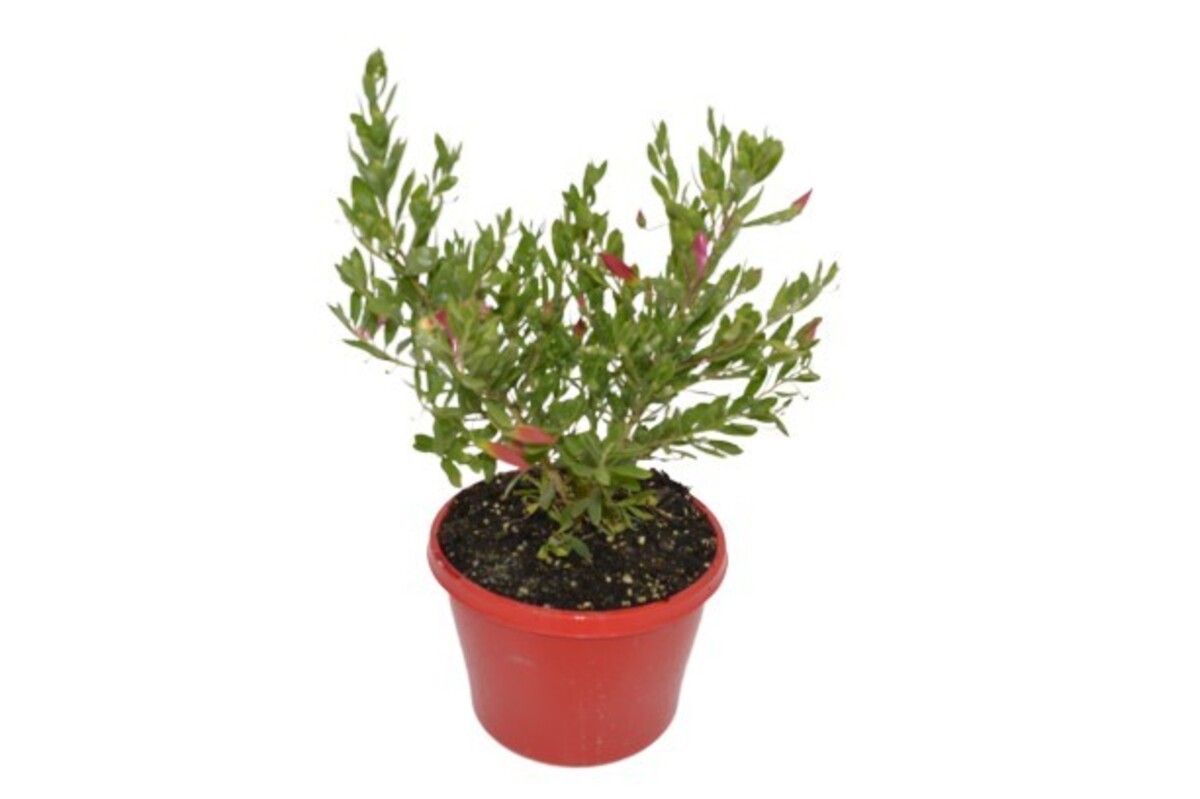 Eremophila - Red Emu Bush 150mm Pot (VN)
