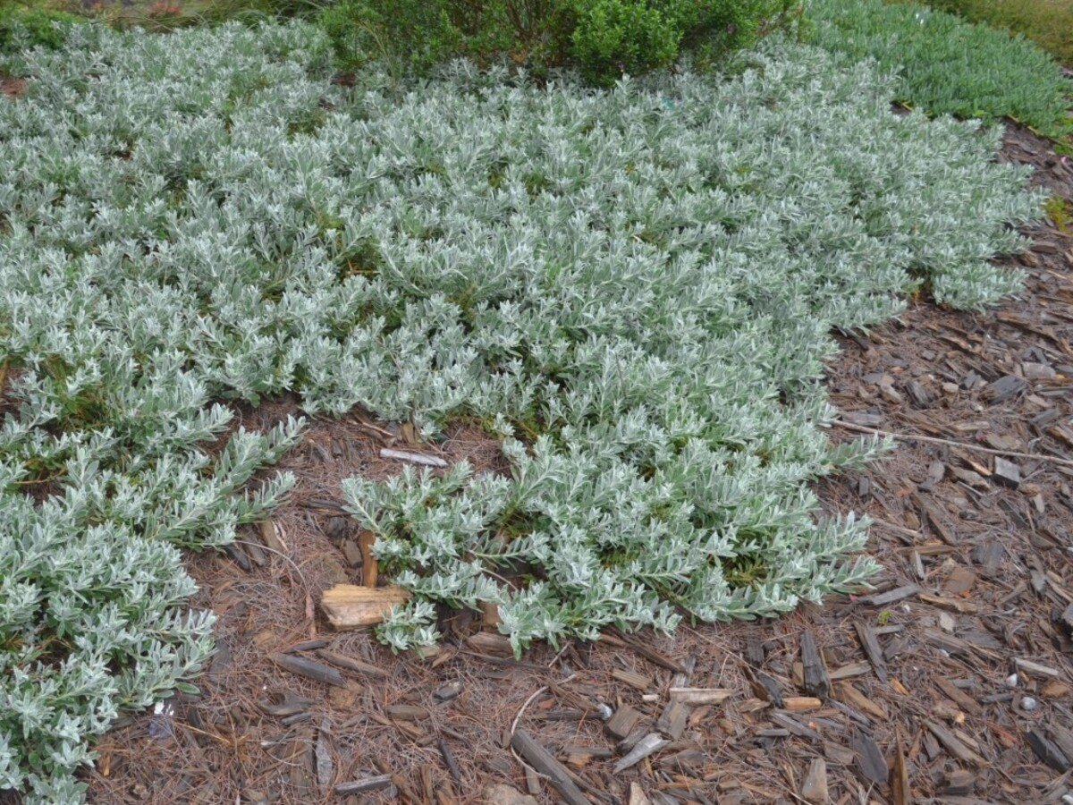 Eremophila - Kalbarri Carpet 150mm Pot (VN)