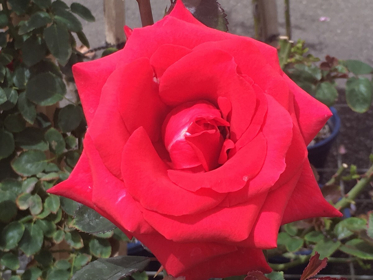 Rose 2ft Patio - Kardinal 250mm Pot (VN)
