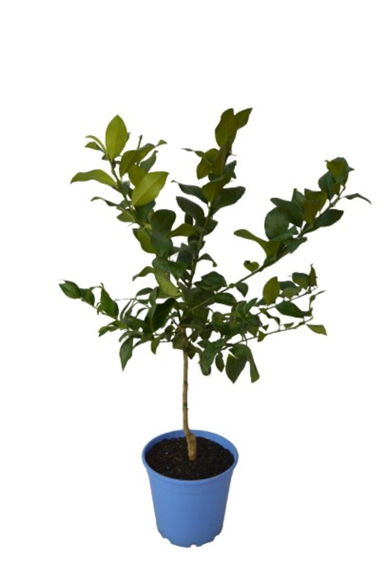 Lemon - Eureka Advanced Dwarf 250mm Pot