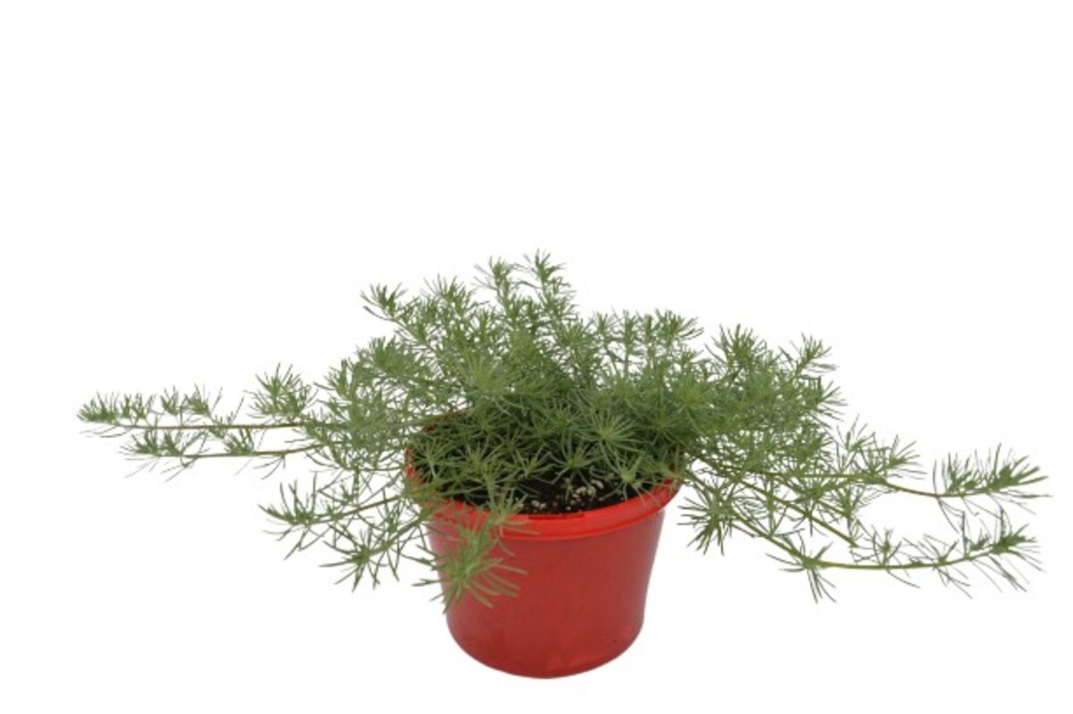 Lotus - Red Flash 150mm Pot (VN)