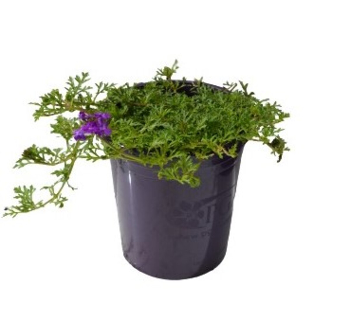 Verbena - Purple Passion 140mm Pot