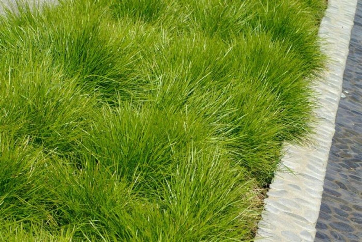 Lomandra - Little Con 150mm Pot (VN)