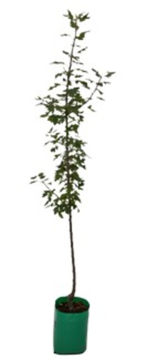 Malus - Gorgeous 230mm Bagged