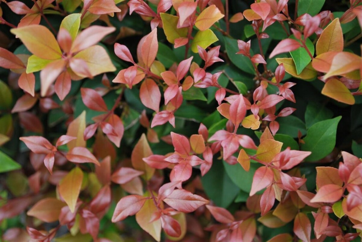 Acmena - Allyns Magic 150mm Pot (VN)