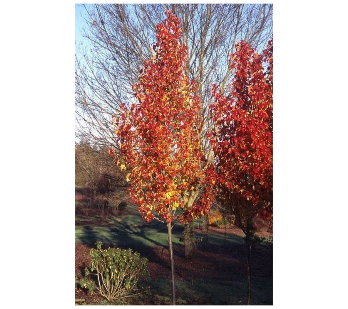 Pyrus - Capital Pear 200mm Pot