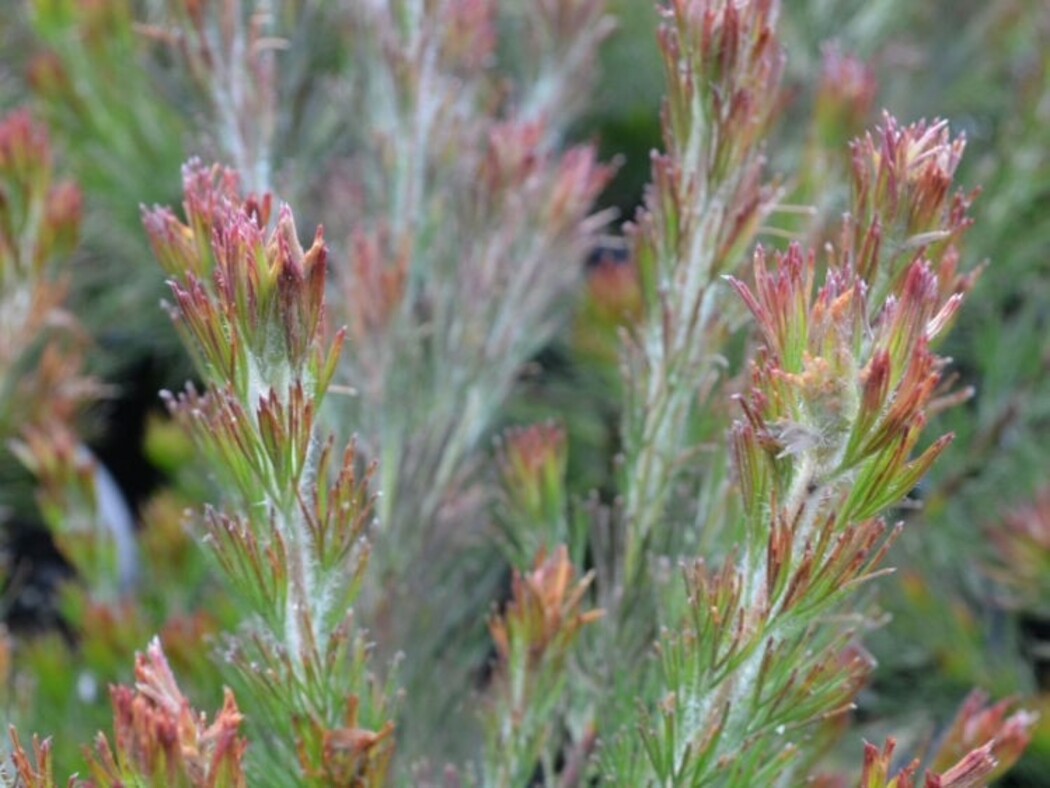 Adenanthos - Bronze Glow 140mm Pot