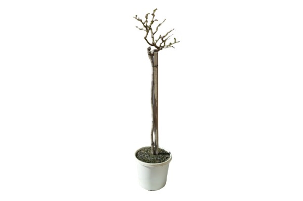 Rose Standard 3ft - Pascali 250mm Pot (VN)