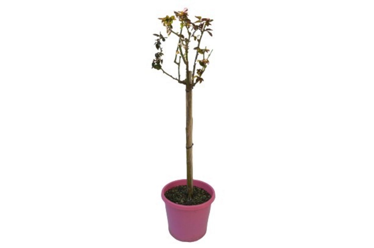 Rose 2ft Patio - Burgundy Iceberg 250mm Pot (VN)