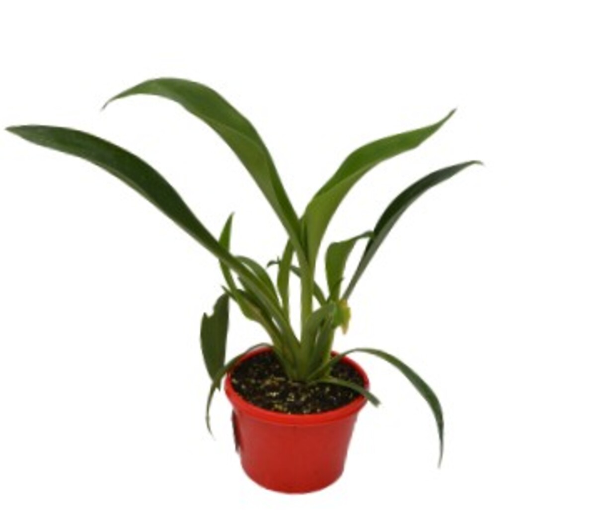 Arthropodium - Matapouri Bay 150mm Pot (VN)