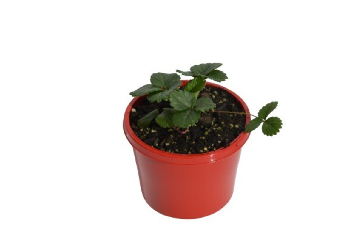 Strawberry Delizz 115mm Pot* (VN)