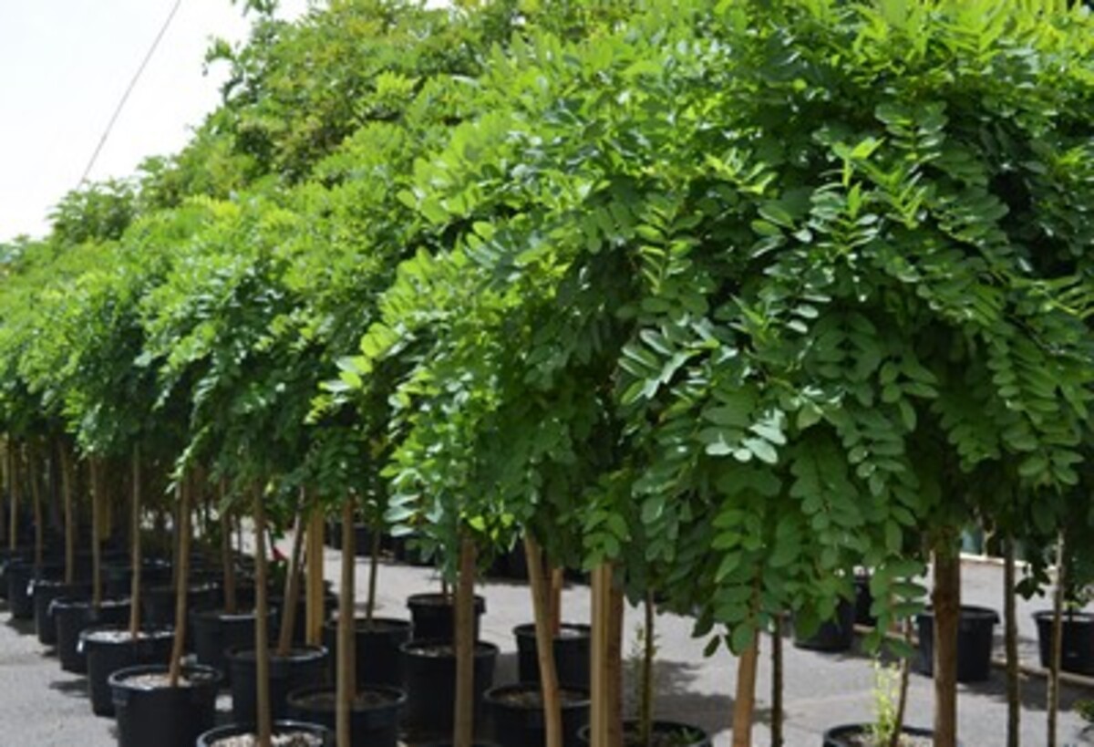 Robinia - Mop Top (Short Graft) 500mm Pot (VN)