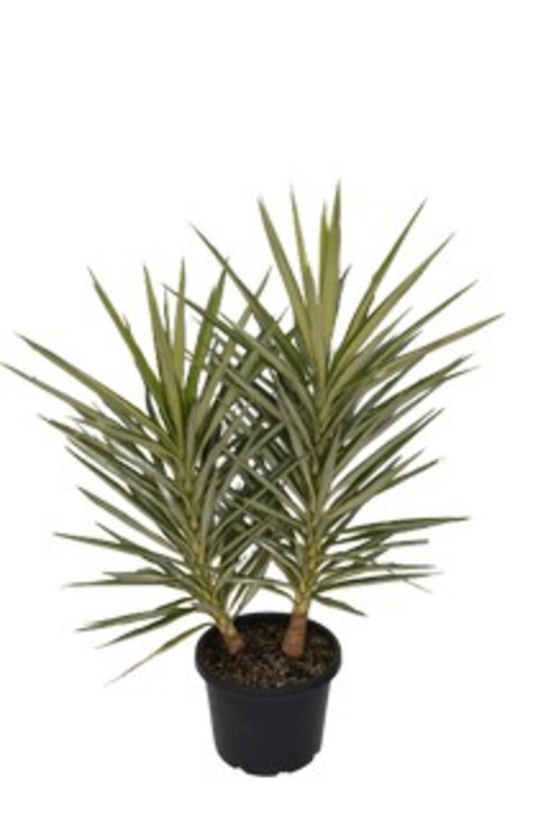 Yucca Elephantipes - Heads 250mm Pot