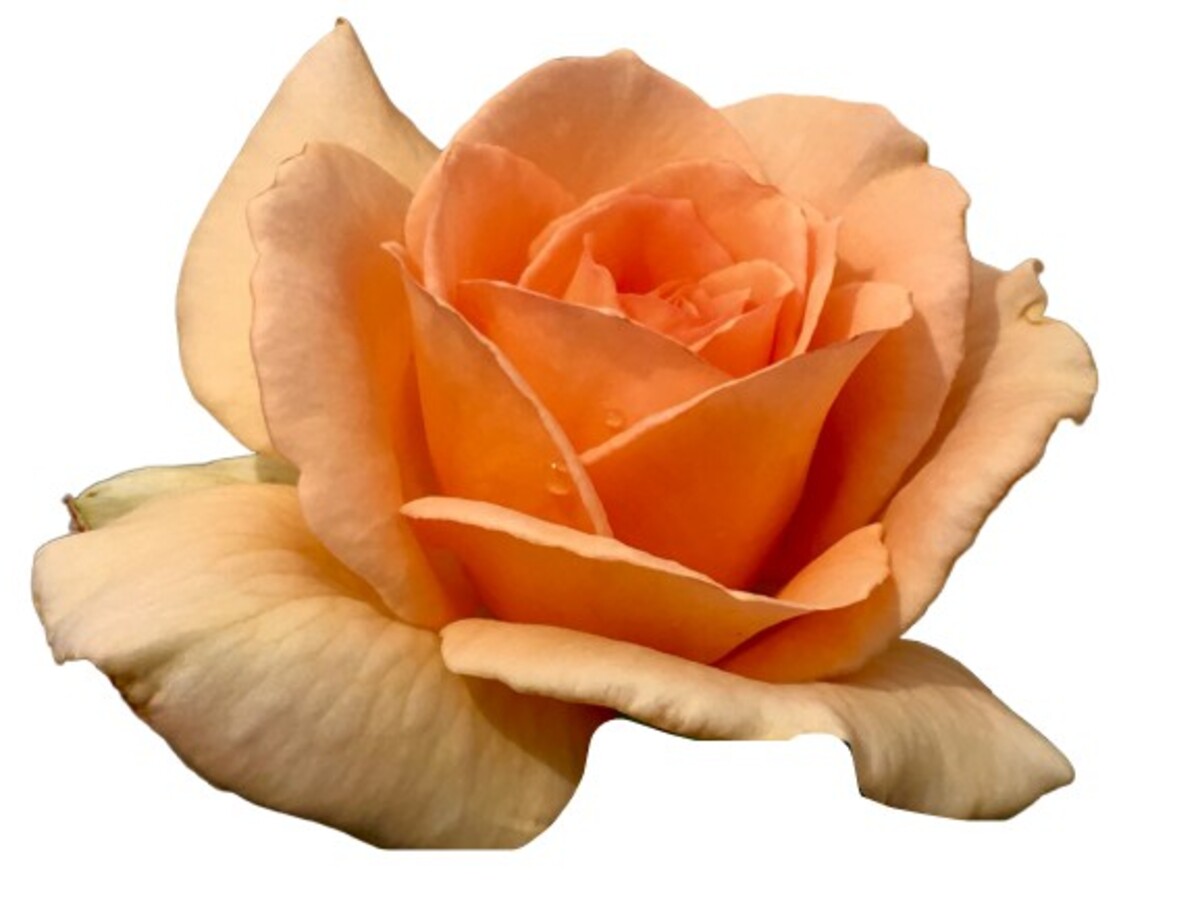 Rose 2ft Patio - Apricot Nectar 250mm Pot (VN)