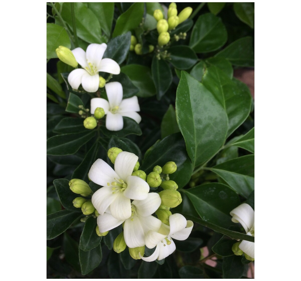 Murraya - Orange Jasmine 150mm Pot (VN)