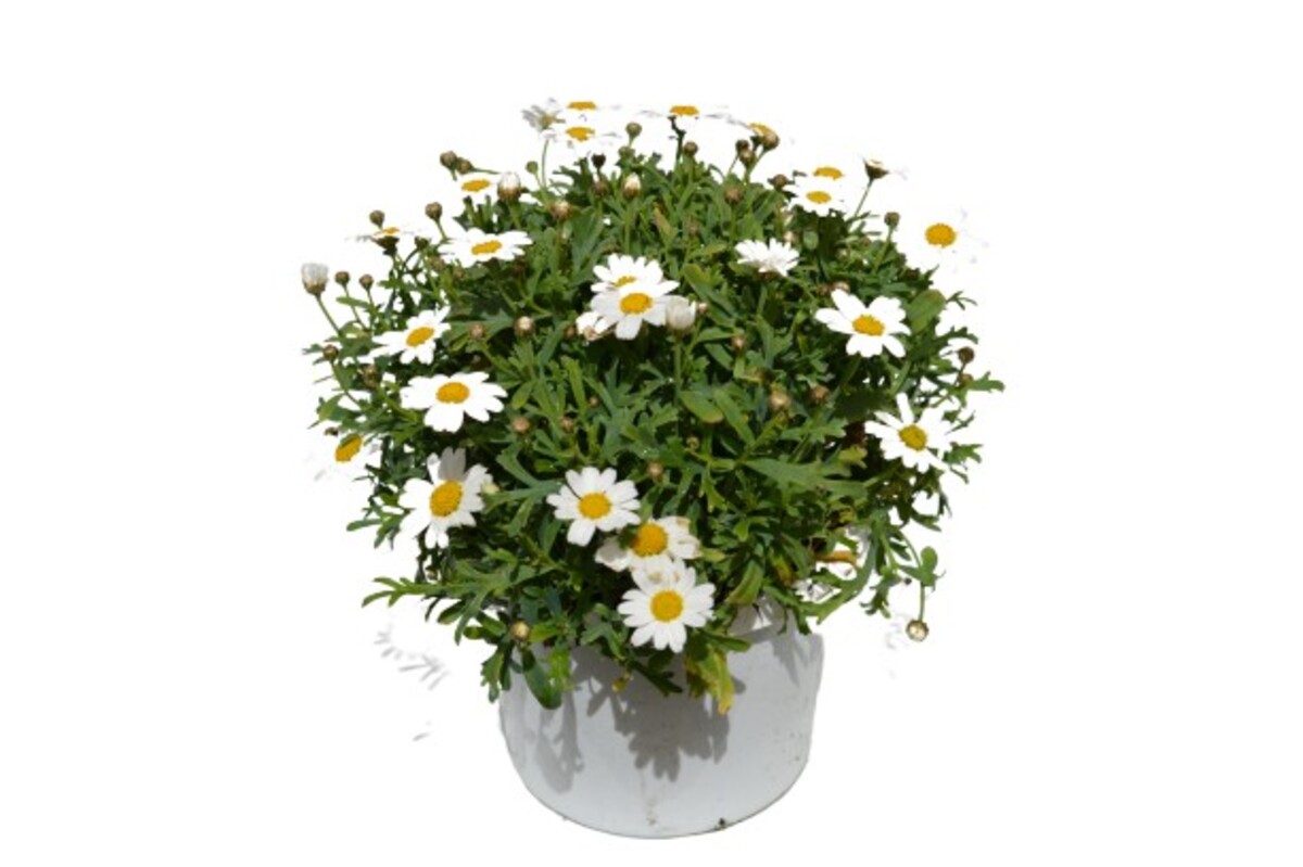 Argyranthemum frutescens
