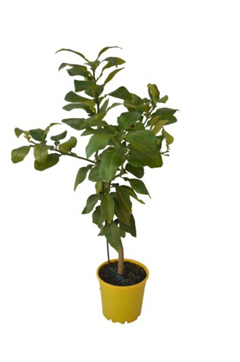 Grapefruit - Wheeny 200mm Pot