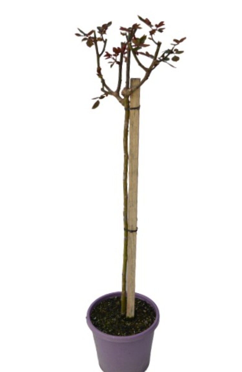 Rose 2ft Patio - Angel Face 250mm Pot (VN)