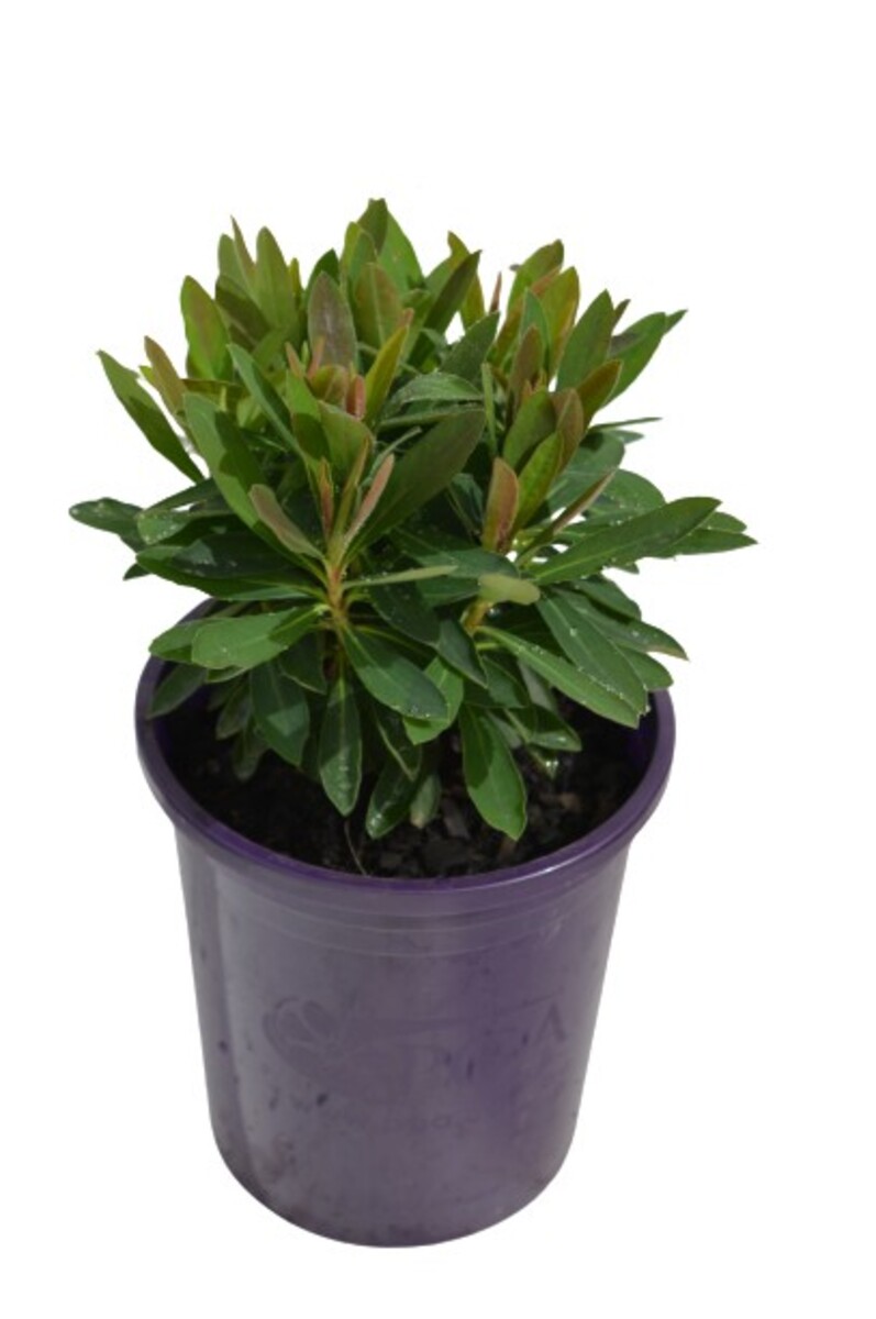 Euphorbia - Tiny Tim 140mm Pot