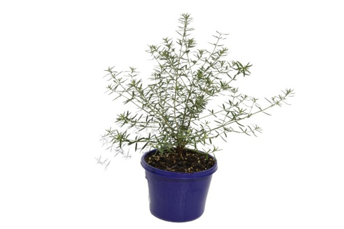 Westringia - Wynyabbie Gem 150mm Pot (VN)