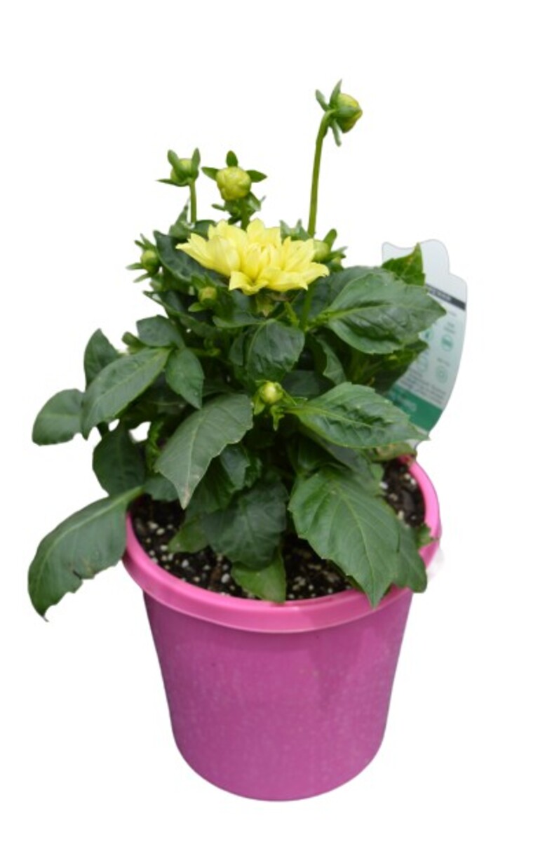 Dahlia - Dalina Maxi Sonora 150mm Pot (VN)