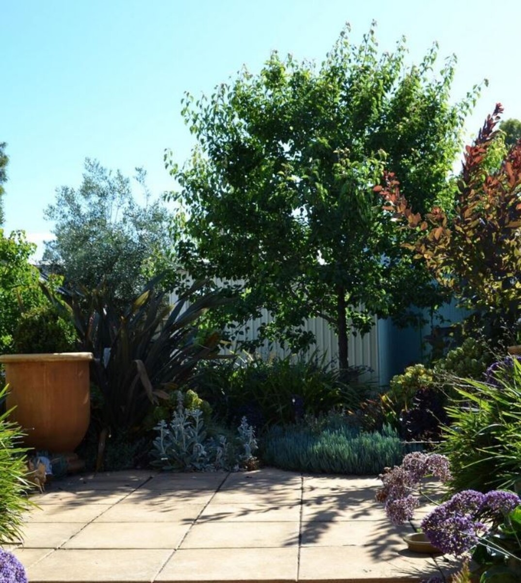 Pyrus - Manchurian Pear 430mm Pot (VN)