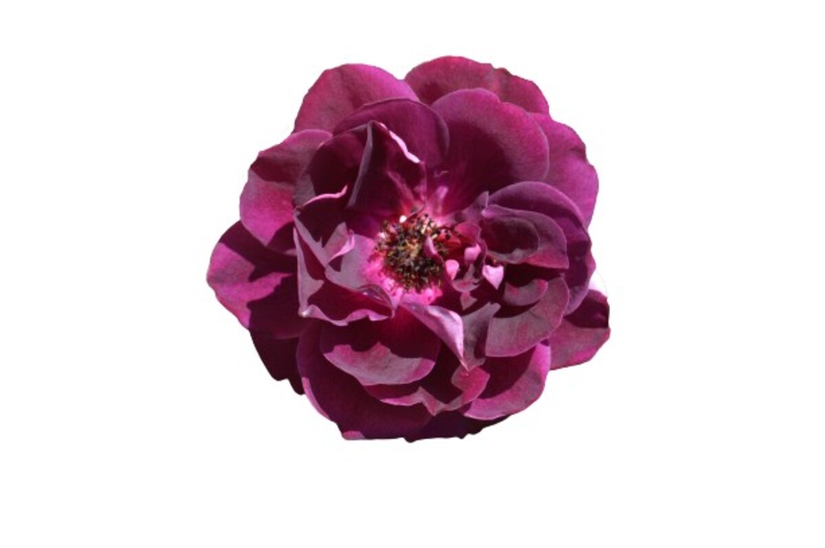Rose 2ft Patio - Burgundy Iceberg 250mm Pot (VN)