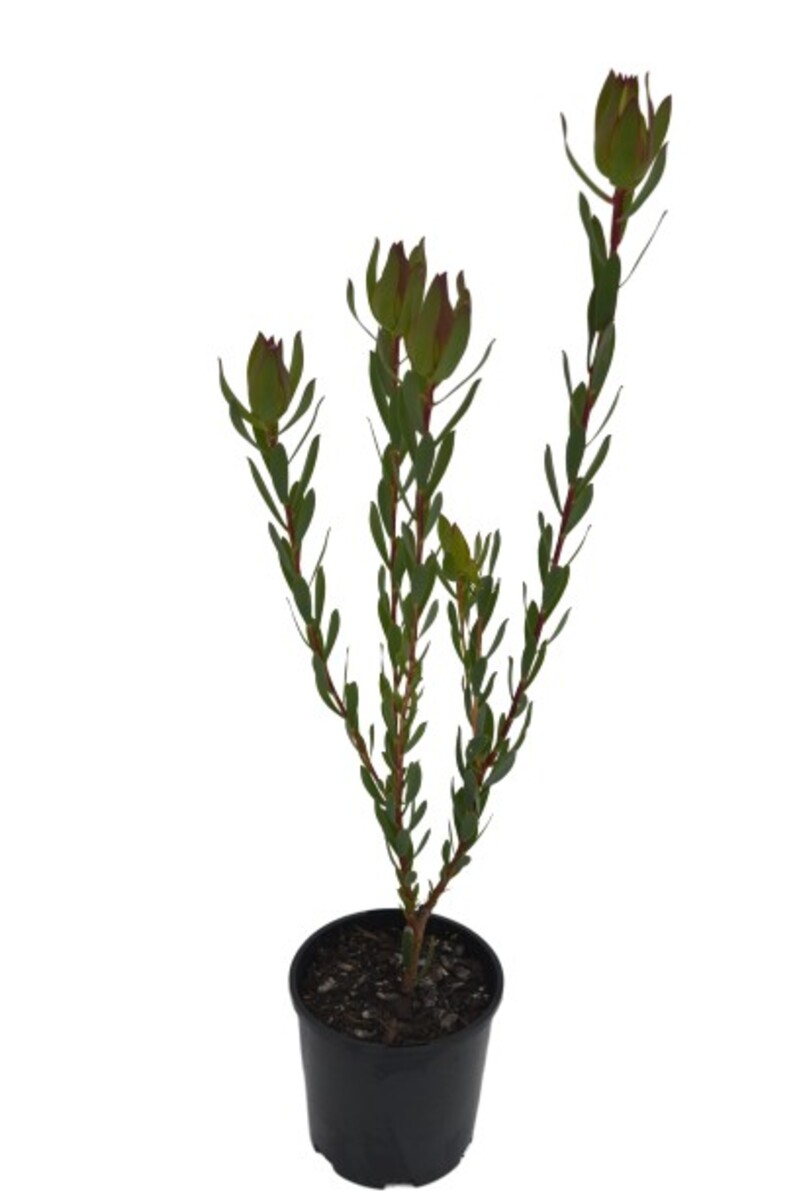 Mimetes - Red Pagoda 200mm Pot
