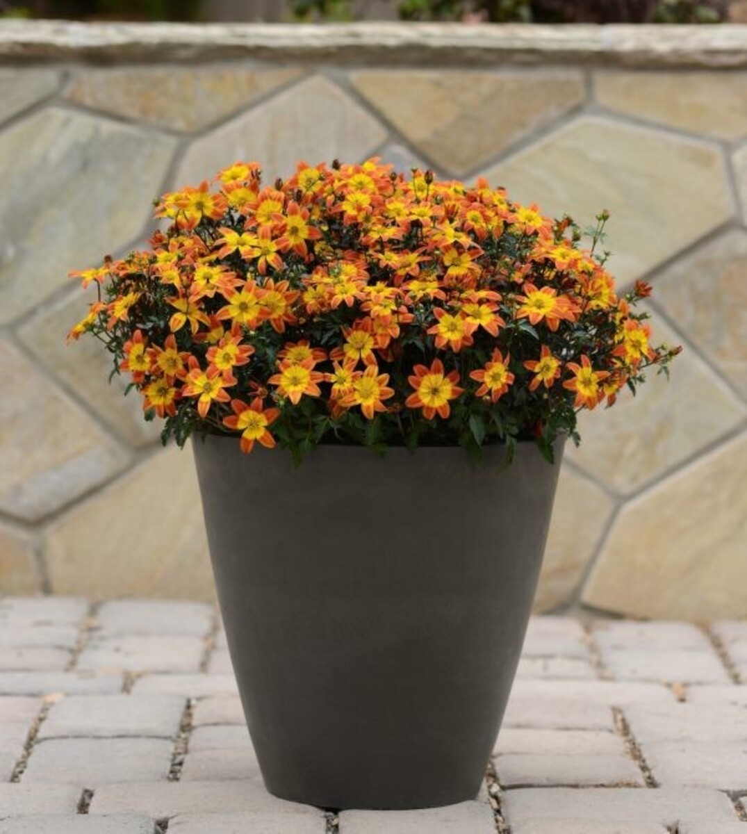 Bidens - Bee Alive 150mm Pot (VN)