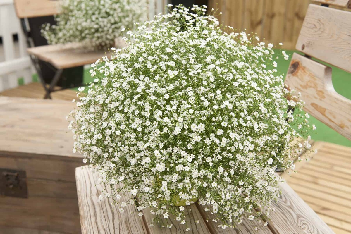 Gypsophila - Gypsy White 150mm Pot (VN)