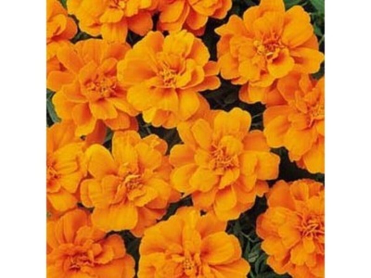 Potted Colour - Assorted 110mm Pot