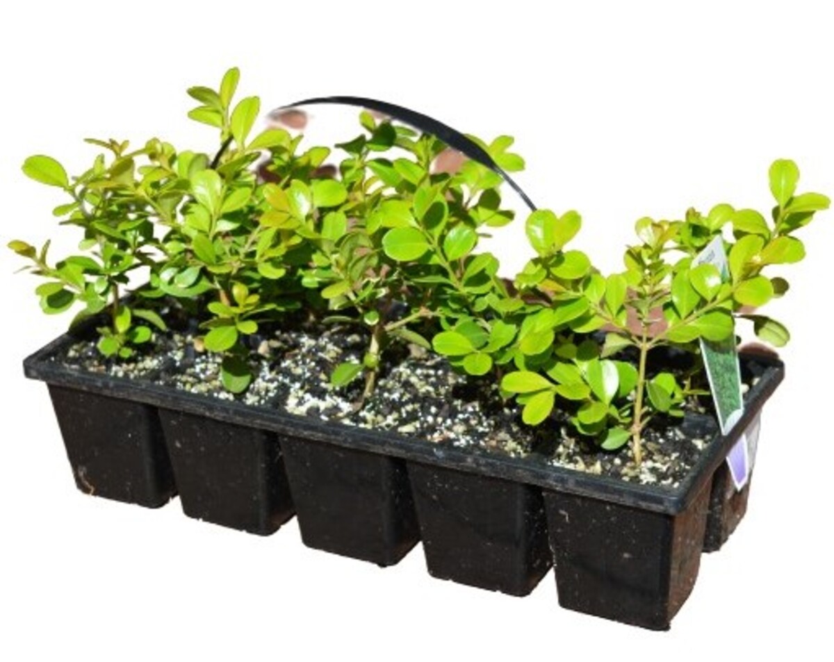 Buxus Japonica - Japanese Box 10 Pack