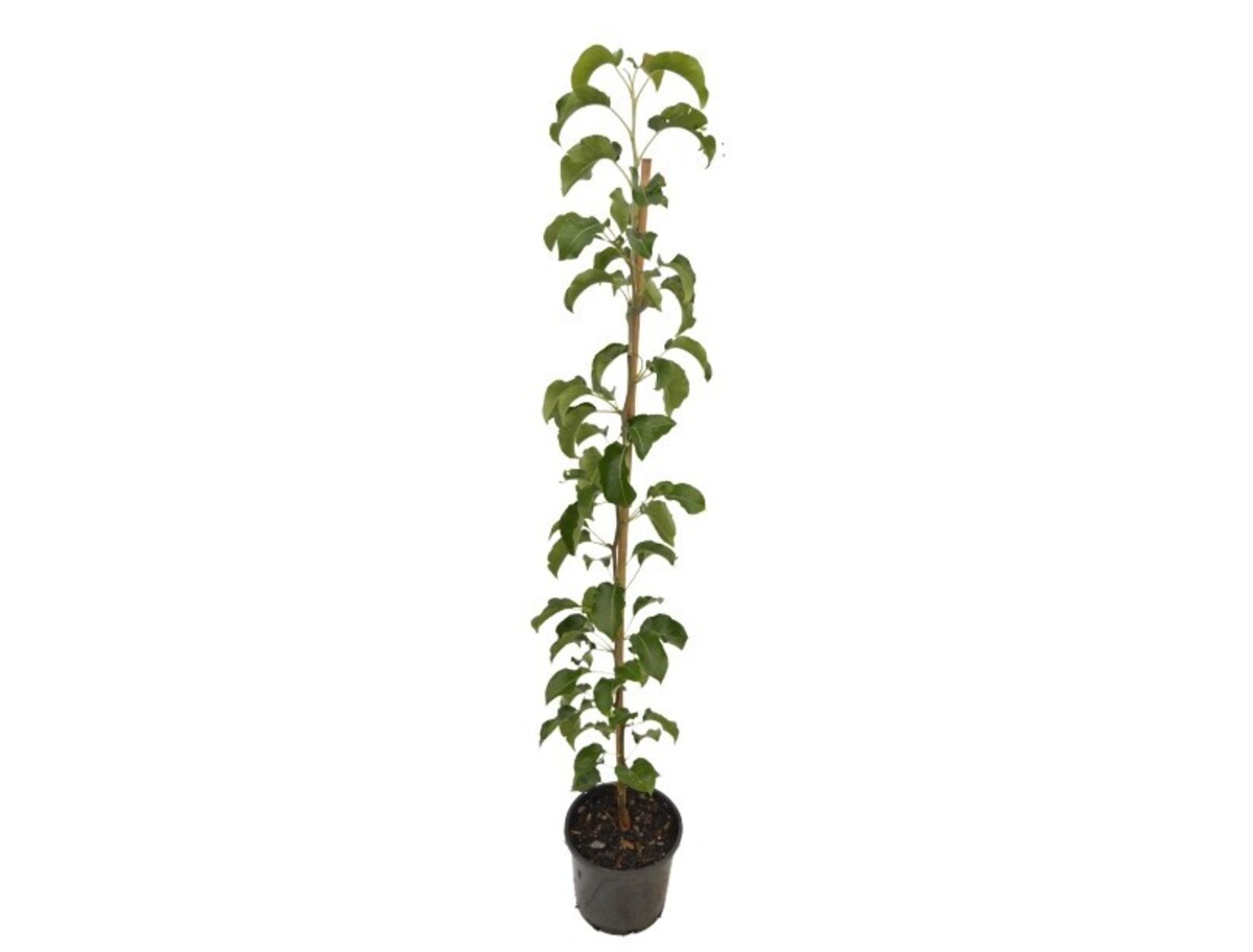 Pyrus - Capital Pear 200mm Pot