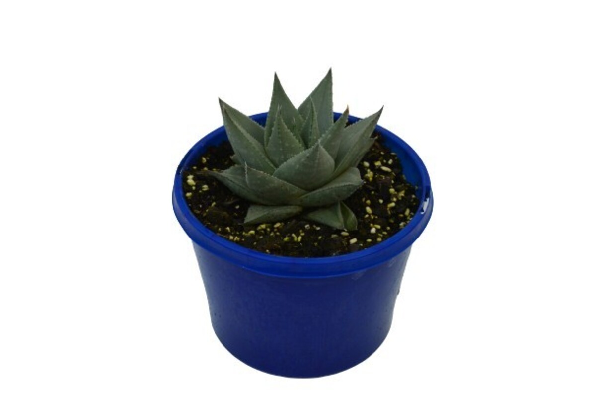 Haworthia - Savannah 150mm Pot (VN)