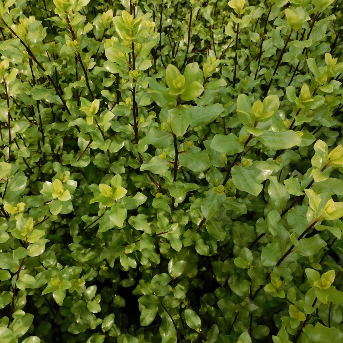 Pittosporum - Screen Master 250mm Pot