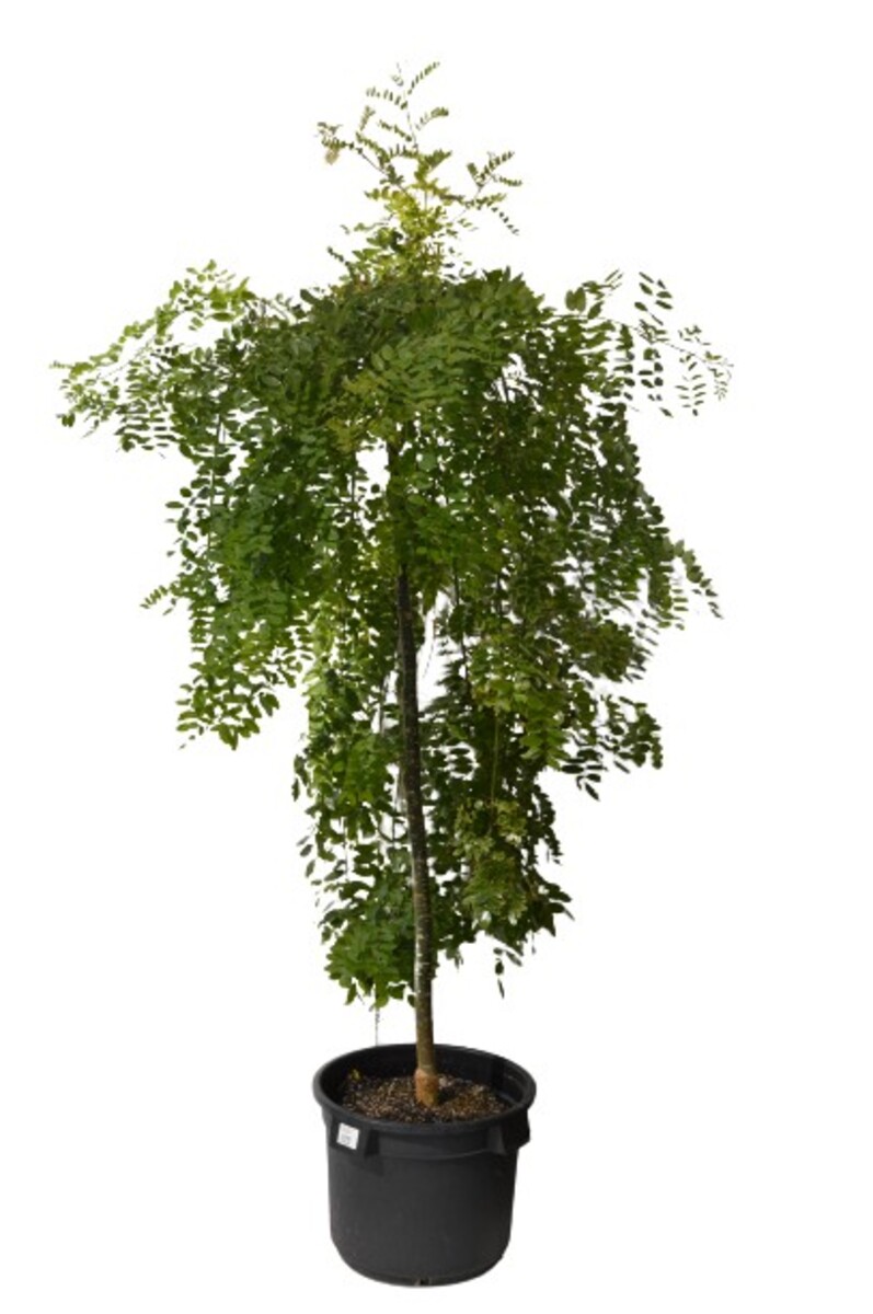 Sophora - Pendula (Tall Graft) 500mm Pot (VN)