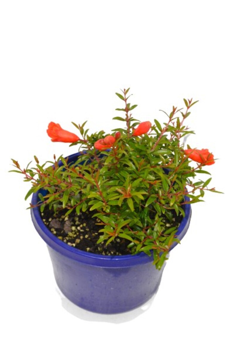 Punica - Mini Magic 150mm Pot (VN)