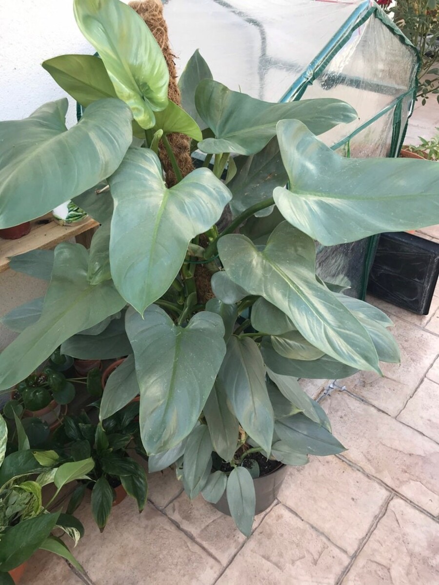Philodendron - Silver Sword on Totem 250mm Pot (VN)