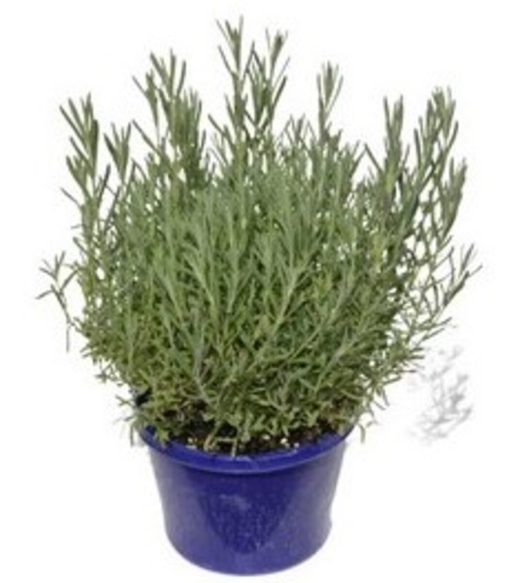 Lavender - Sensation White 150mm Pot (VN)