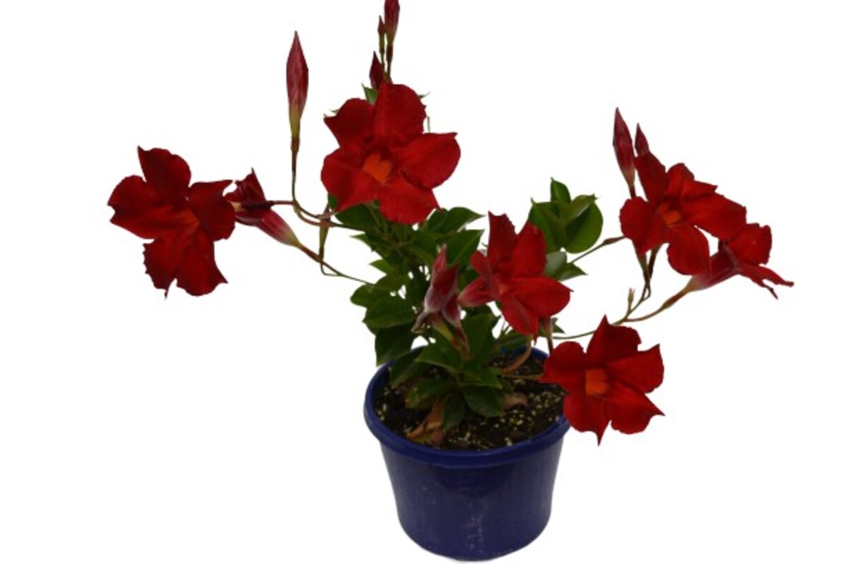 Dipladenia - Diamantina Topaze Vermillion Mandevilla 150mm Pot (VN)
