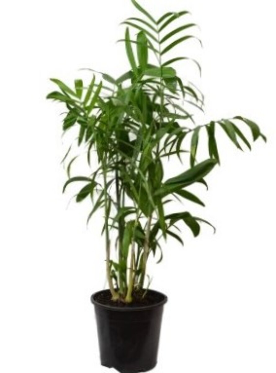 Chamaedorea Seifritzii - Bamboo Palm 200mm Pot