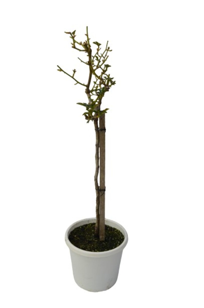 Rose 2ft Patio - Iceberg 250mm Pot (VN)