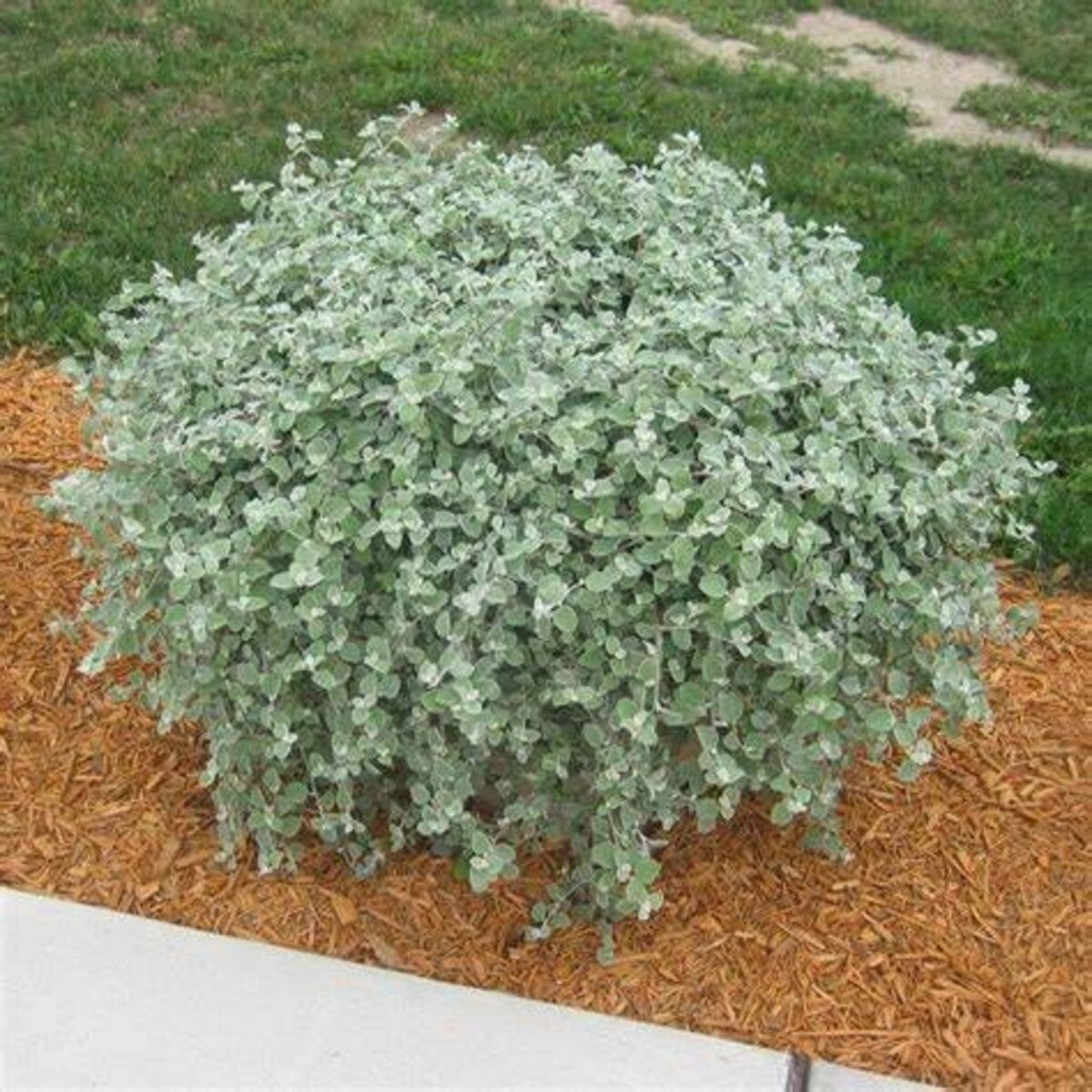 Helichrysum - Licorice Plant 150mm Pot (VN)