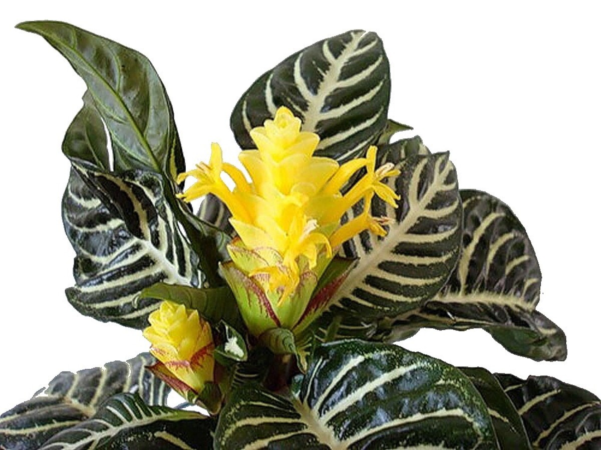 Aphleandra - Zebra Plant 150mm Pot (VN)