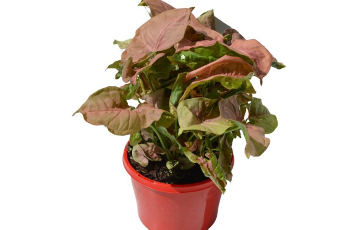 Syngonium Red Heart 150mm Pot (VN)