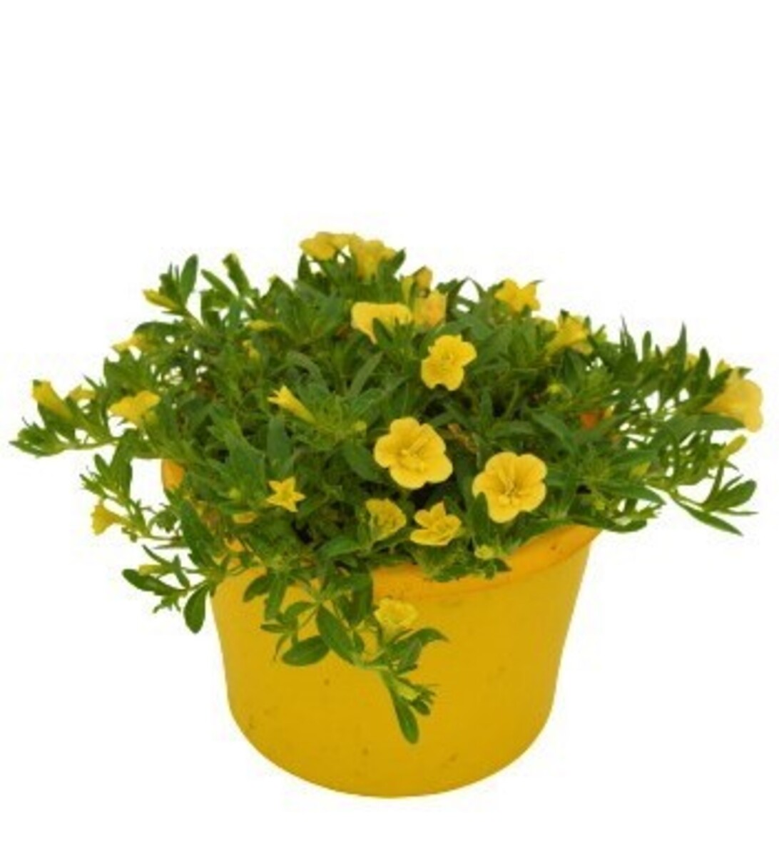 Calibrachoa - MF Double Yellow 150mm Pot (VN)