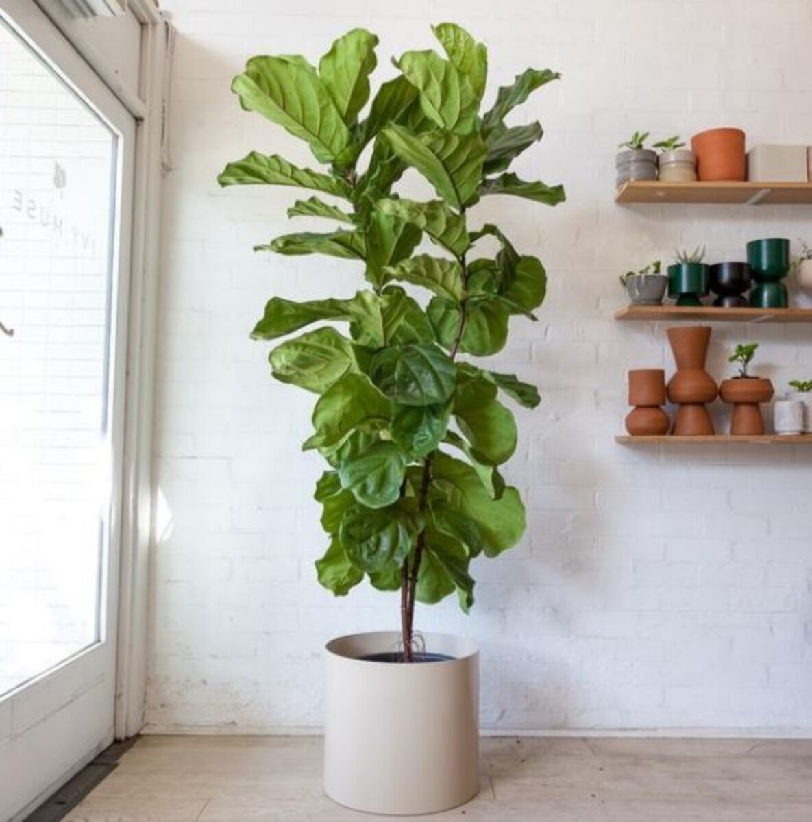 Ficus Lyrata - Fiddle Leaf Fig 200mm Pot